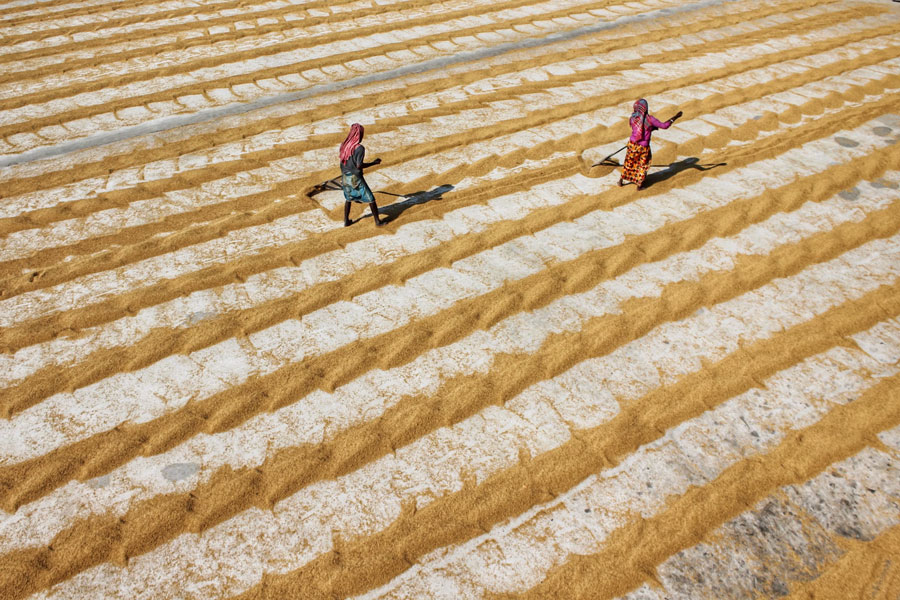 Migrants working fields